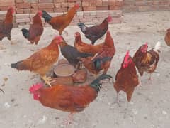 Desi hens For Sale (0325/02540/20)