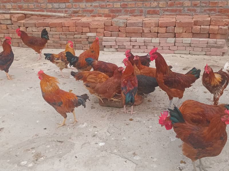 Desi hens For Sale (0325/02540/20) 1