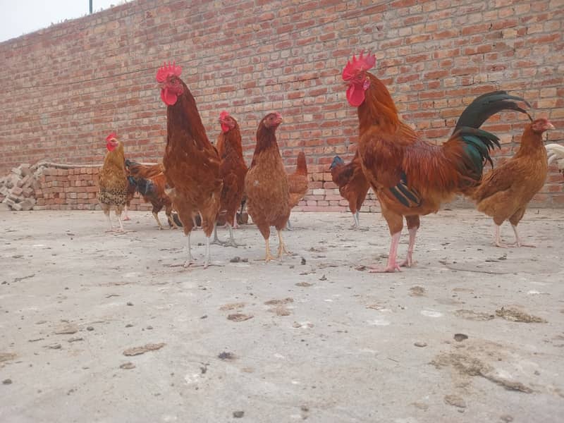 Desi hens For Sale (0325/02540/20) 2