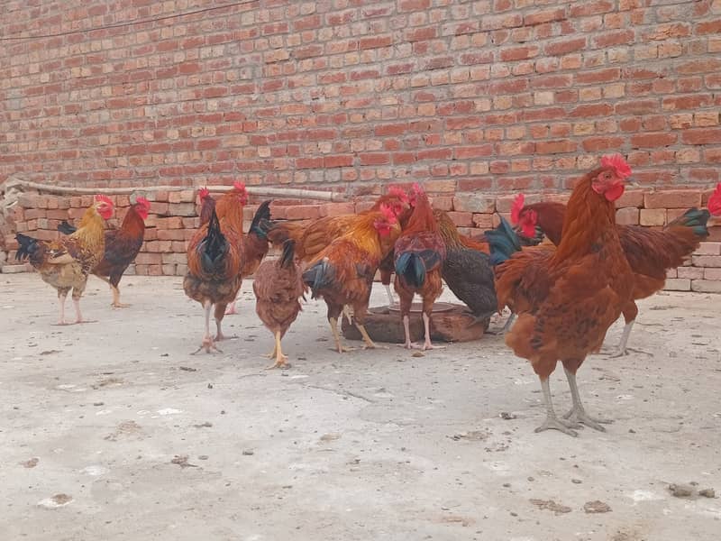 Desi hens For Sale (0325/02540/20) 3