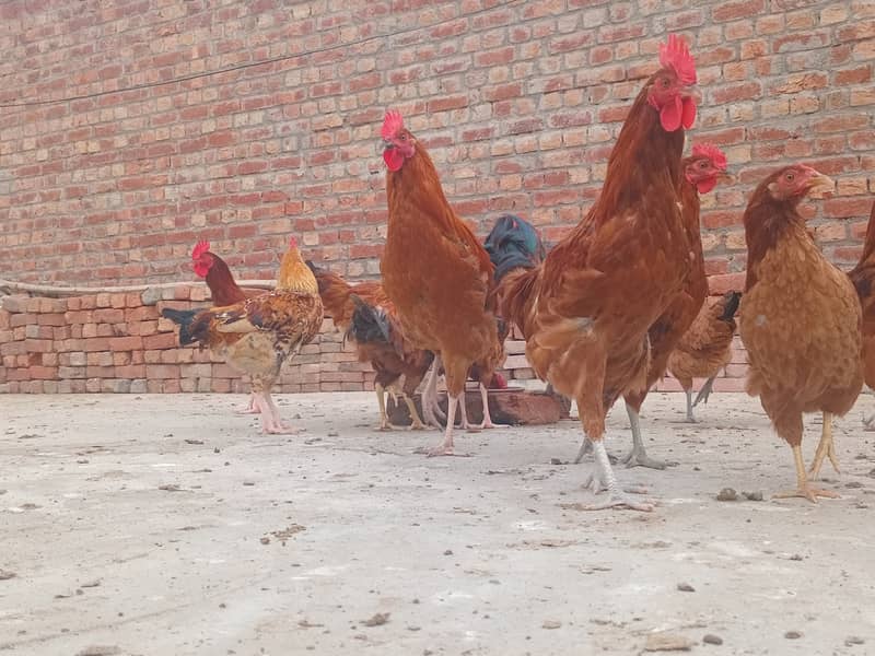 Desi hens For Sale (0325/02540/20) 4