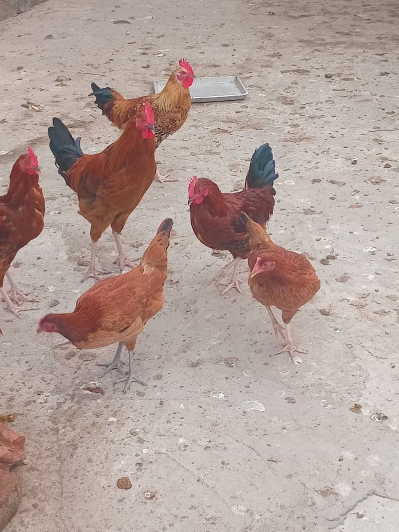 Desi hens For Sale (0325/02540/20) 5