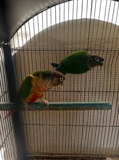 Green cheek conure pair available for sell.