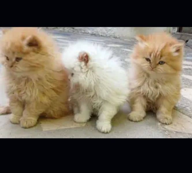 kittens for sale 0