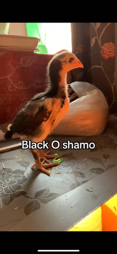 o shamo