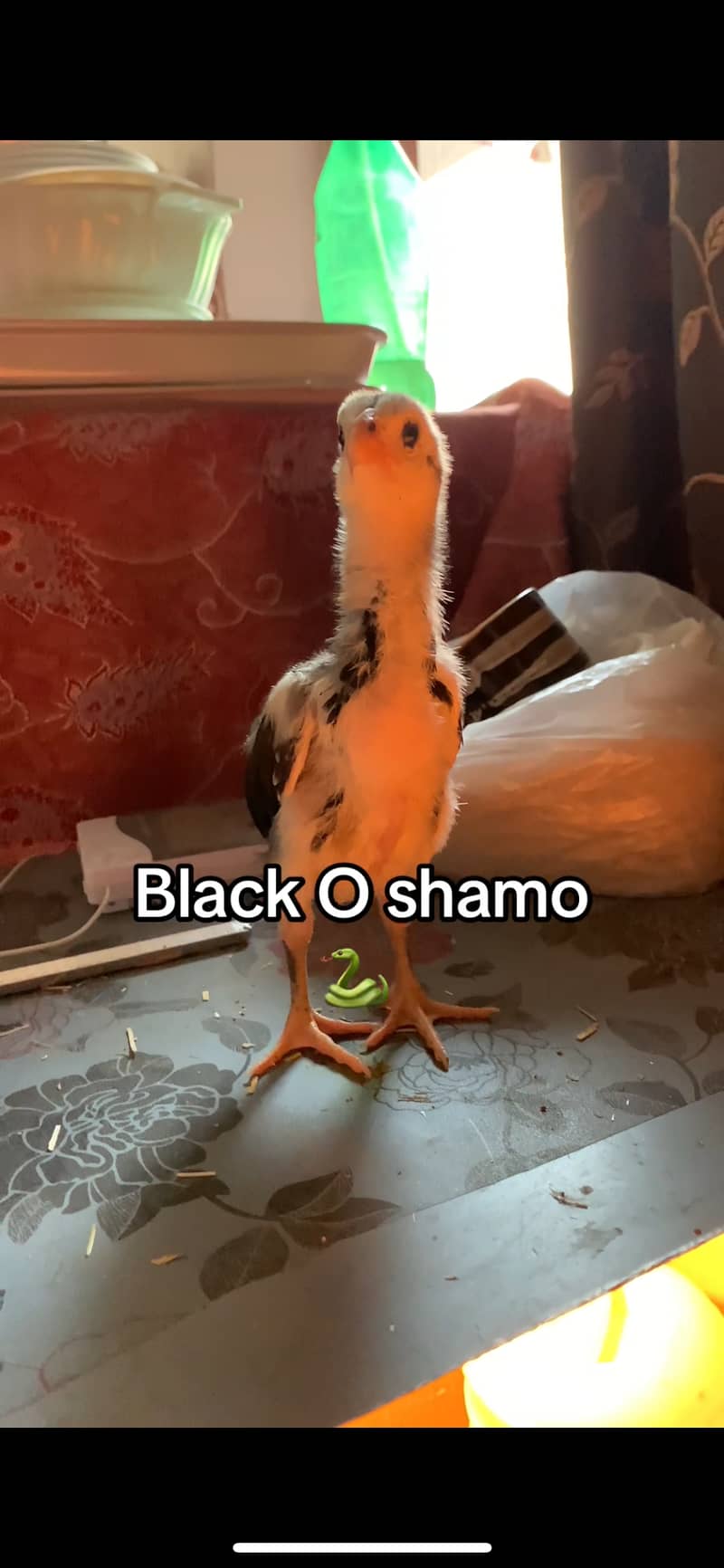 o shamo 1