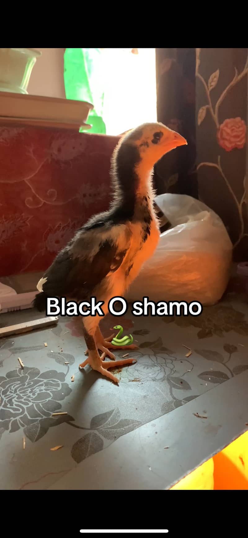 o shamo 2