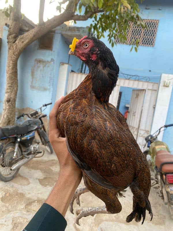 Pure Mianwali Chiks pair 3