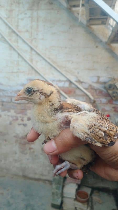 Pure Mianwali Chiks pair 8