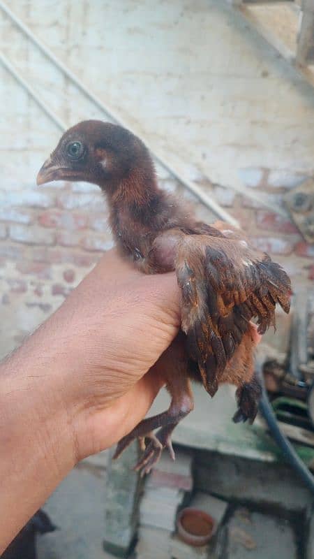 Pure Mianwali Chiks pair 9