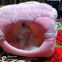 cat house new ha for urgent sale