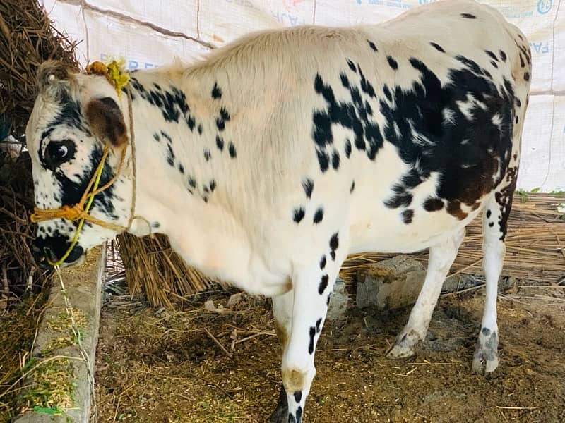 cow for sale 1