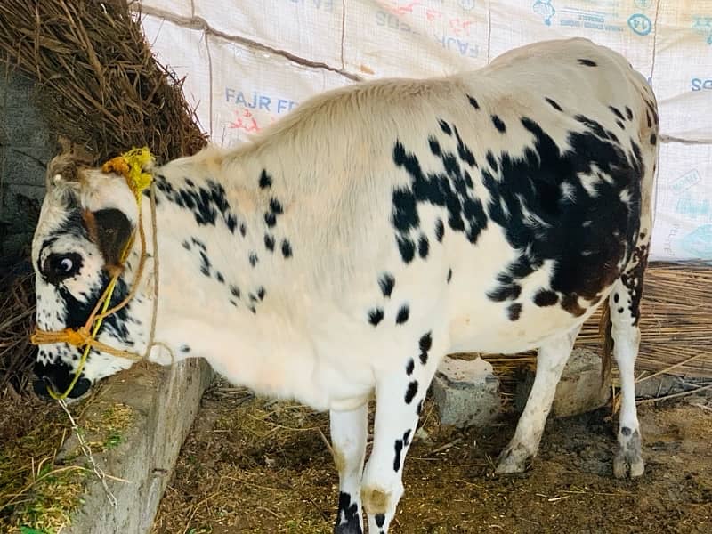 cow for sale 3