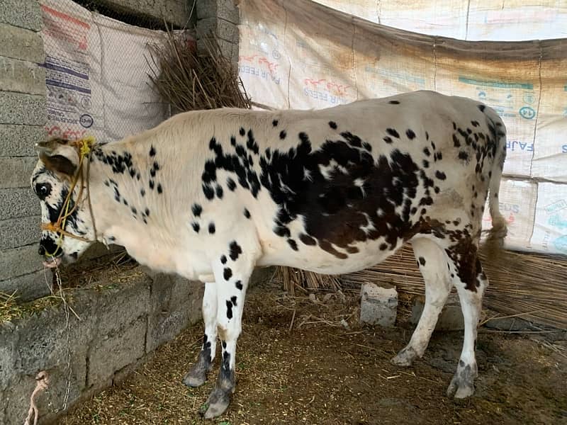 cow for sale 4