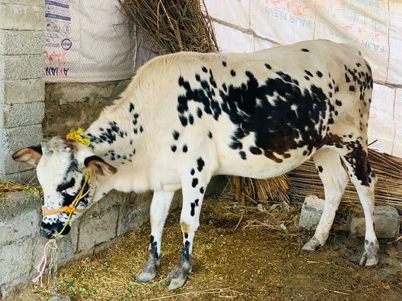 cow for sale 5