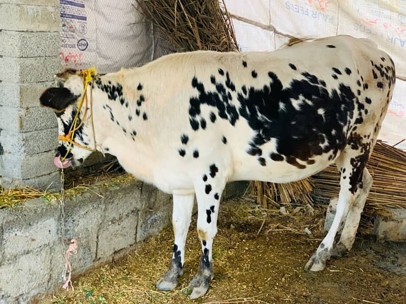 cow for sale 6