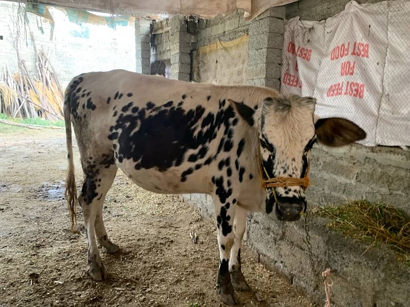 cow for sale 7