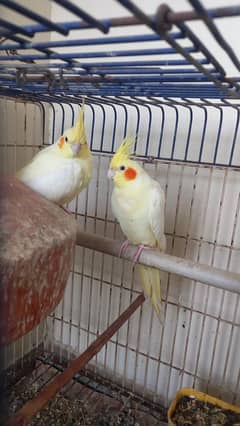 Cream cockatiel breeder pair for sell.