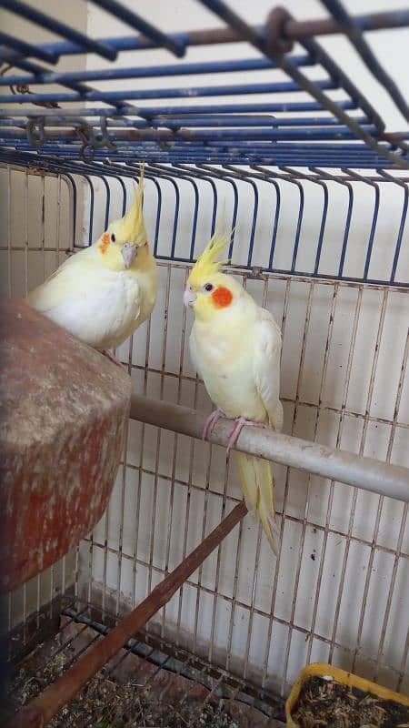 Cream cockatiel breeder pair for sell. 0