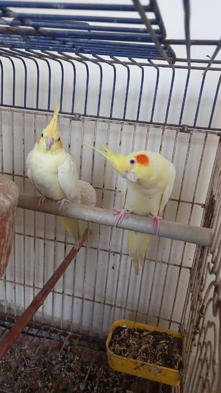 Cream cockatiel breeder pair for sell. 1