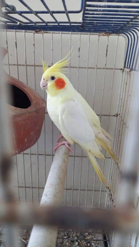 Cream cockatiel breeder pair for sell. 2