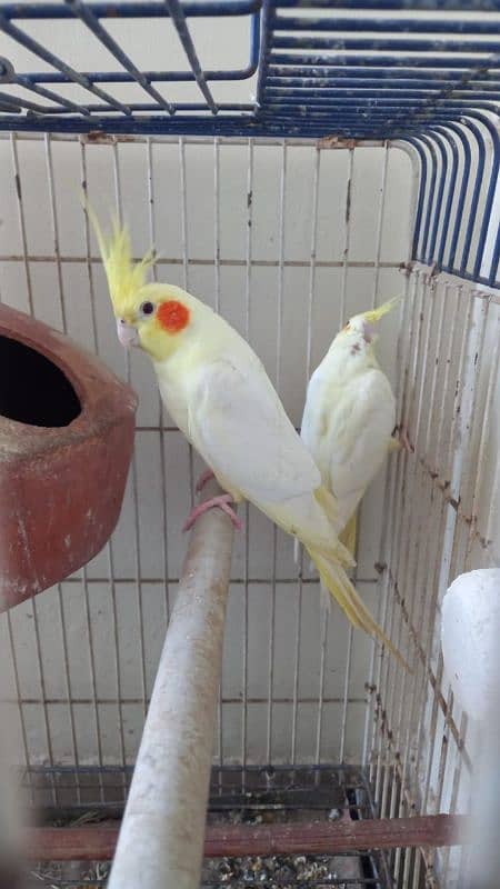 Cream cockatiel breeder pair for sell. 3