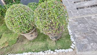 Ball box plant grown