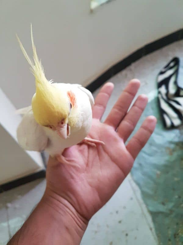 Tamed breeder Cockatiel pair 0