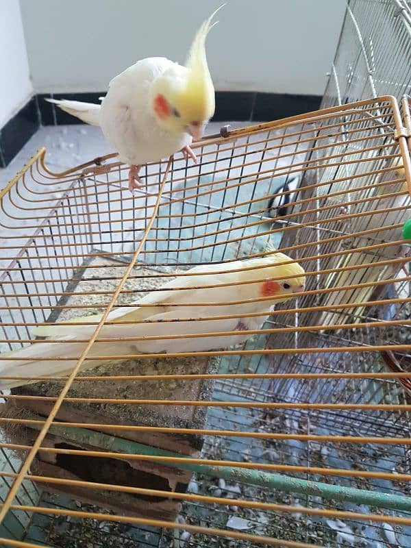 Tamed breeder Cockatiel pair 1