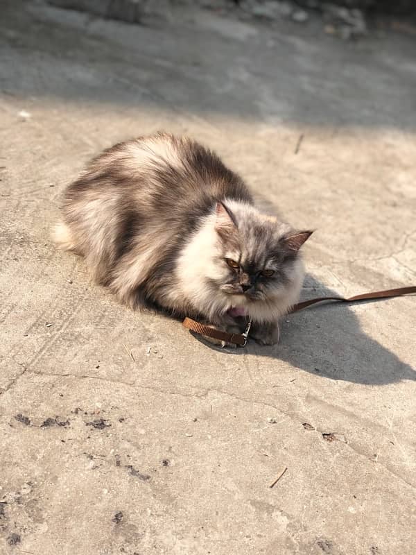 Persian cat for sale 1