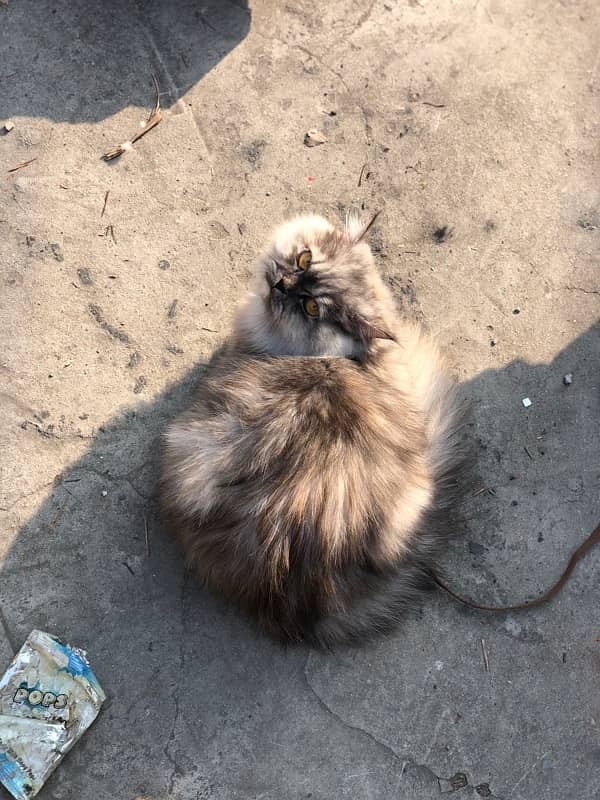 Persian cat for sale 2