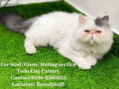 Persian Male Cat Peke Peki Piki face ( Stud, Mating , Cross )