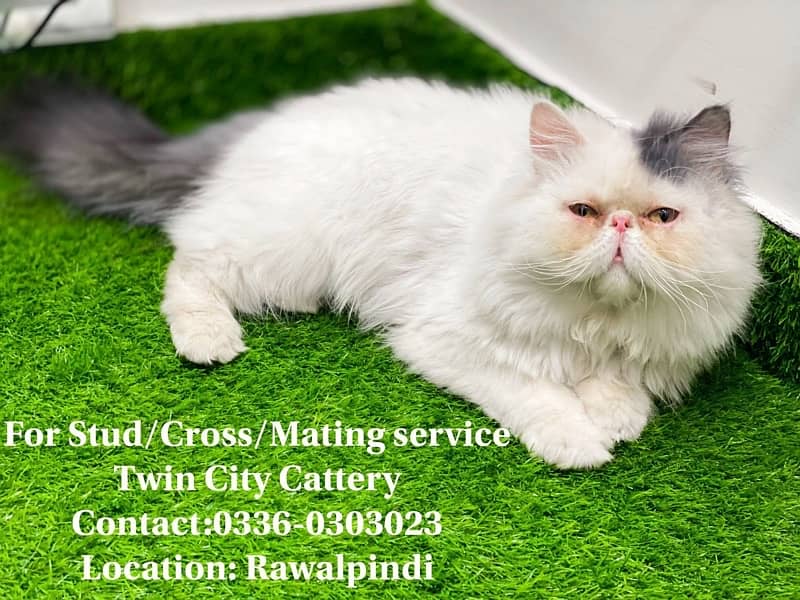 Persian Male Cat Peke Peki Piki face ( Stud, Mating , Cross ) 0