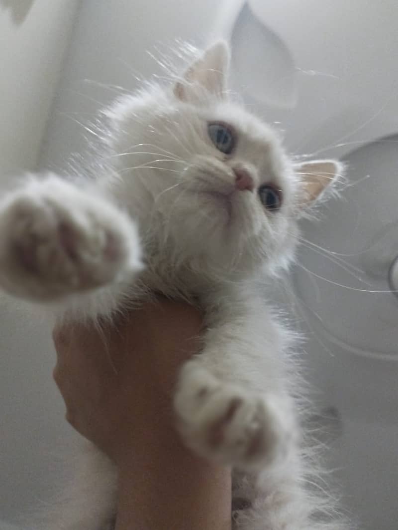 Triple coat persian cat male 2-3 months old 0