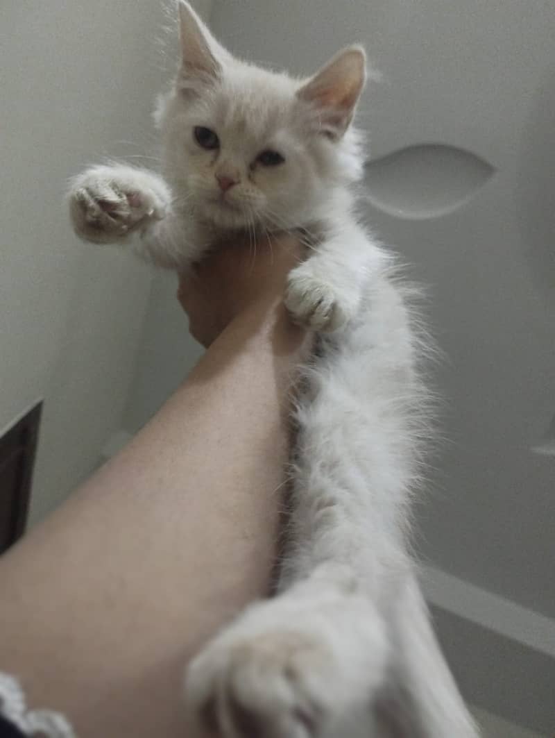 Triple coat persian cat male 2-3 months old 1