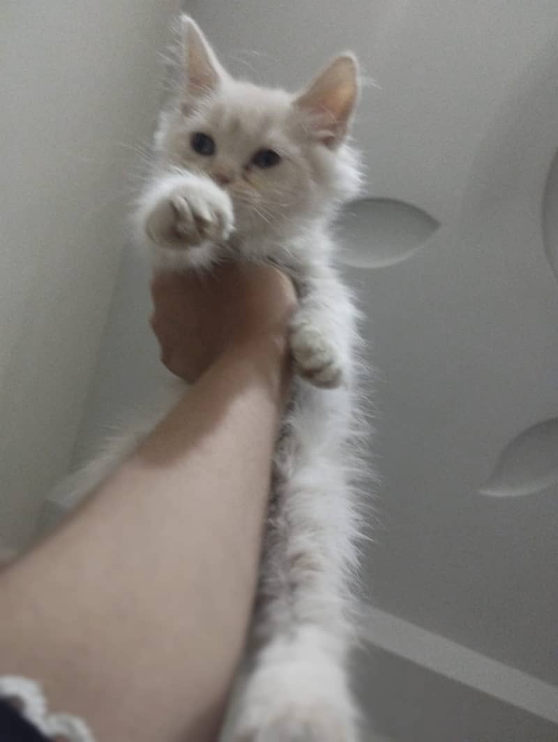 Triple coat persian cat male 2-3 months old 2