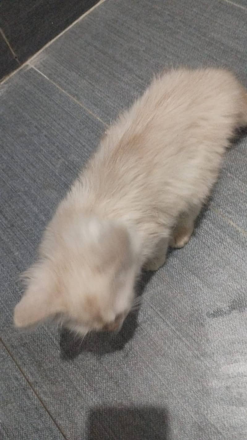 Triple coat persian cat male 2-3 months old 3