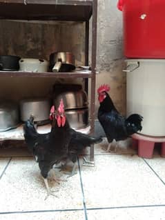 Black Australorp