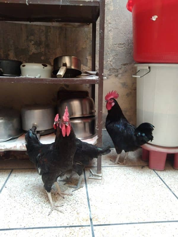 Black Australorp 0