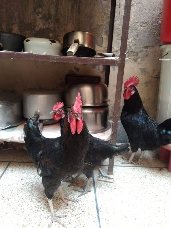 Black Australorp 1