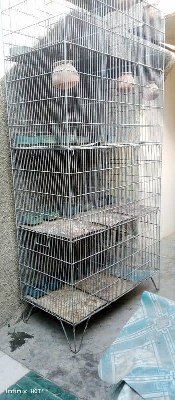 12 potion cage Eno Red eye  Male , Eno paid Male And charcoal breeding 6