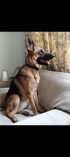 German Shepherd short code female hai