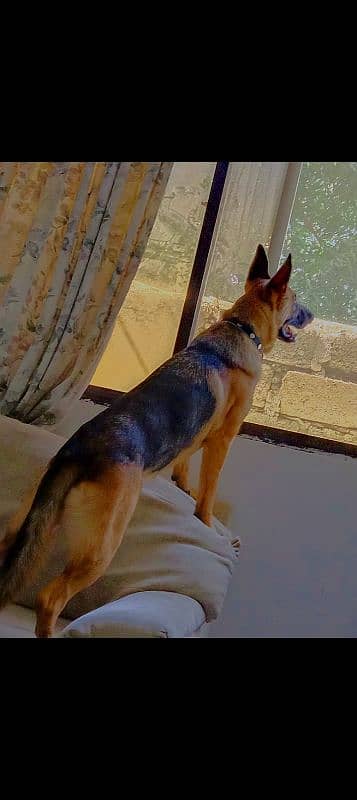 German Shepherd short code female hai 2