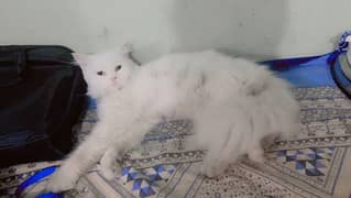 bubbly (persian)