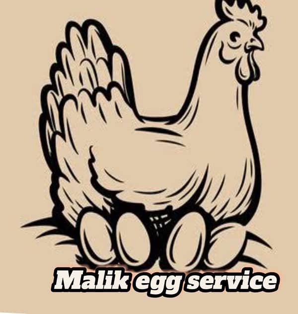 Eggs |  Fresh Organic Desi Eggs | whole sale rate |Anday 0