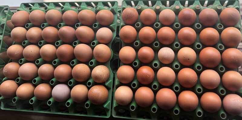 Eggs |  Fresh Organic Desi Eggs | whole sale rate |Anday 2