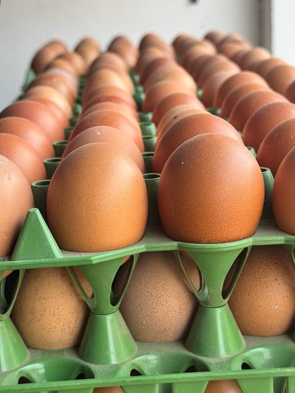 Eggs |  Fresh Organic Desi Eggs | whole sale rate |Anday 1