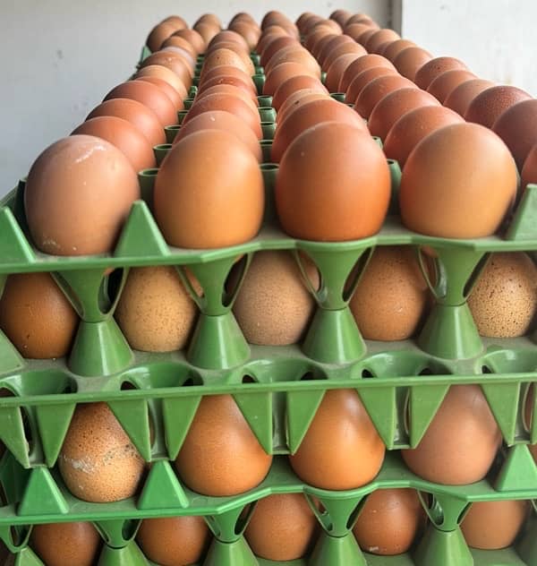 Eggs |  Fresh Organic Desi Eggs | whole sale rate |Anday 6