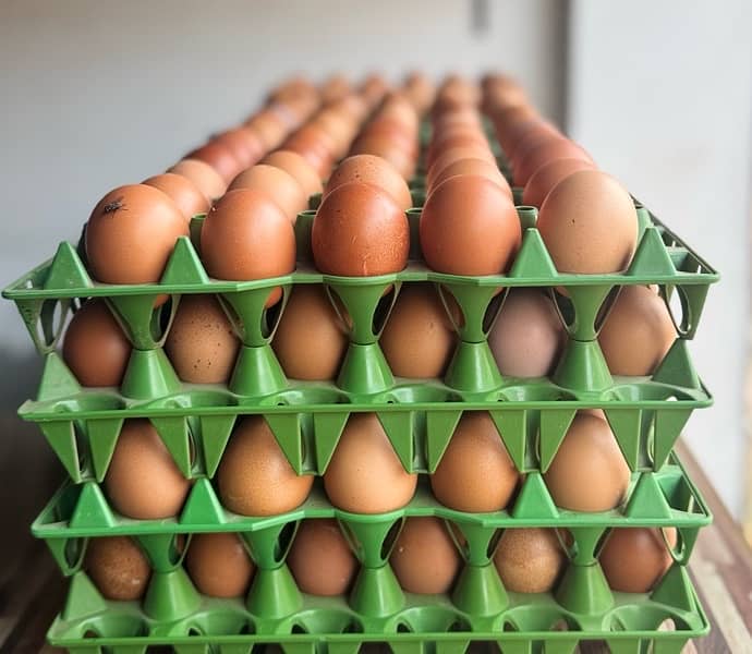 Eggs |  Fresh Organic Desi Eggs | whole sale rate |Anday 7