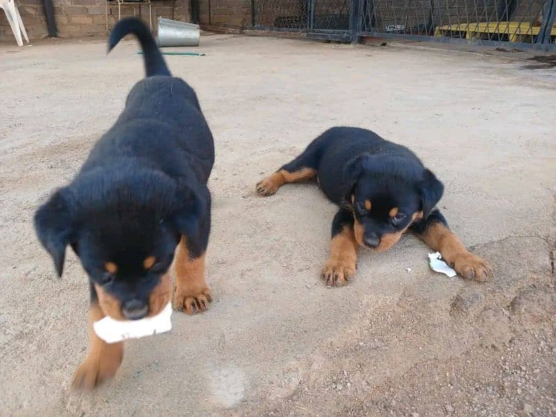 All breeds puppies available 0